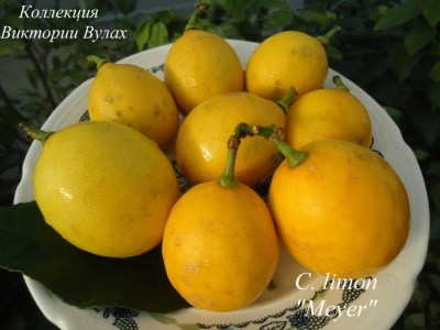 C. limon Meyer4 - 